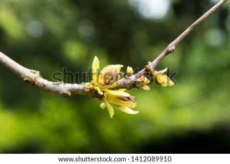 Sprouting in spring from Catalpa bignonioides 'Aurea' Royalty-Free Stock Photo #1412089910