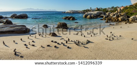 African penguin, black-footed penguin or jackass penguin (Spheniscus demersus) colony at Boulders Beach. Simonstown. Cape Town. Western Cape. South Africa