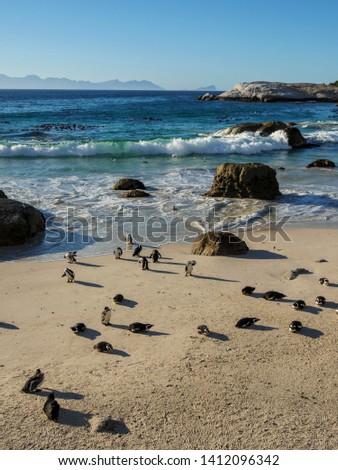 African penguin, black-footed penguin or jackass penguin (Spheniscus demersus) colony at Boulders Beach. Simonstown. Cape Town. Western Cape. South Africa