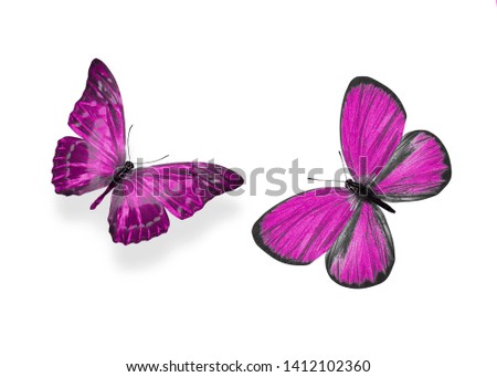 two pink butterflies isolated on white background