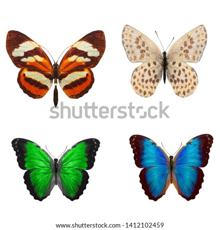 four butterflies isolated on white background. summer design. tropical insects set