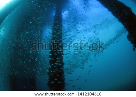 Amazing underwater world. A lot of fisf under the jetty. Blue clear see. Padang Bay, Bali, Indonesia. 