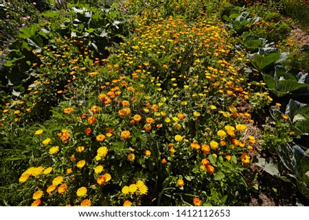 Summer background with Marigold flowers field in sunlight. Beautiful nature scene with blooming calendula in Summertime. Colorful  floral wallpaper