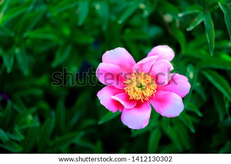 beautiful peony flowers in the morning