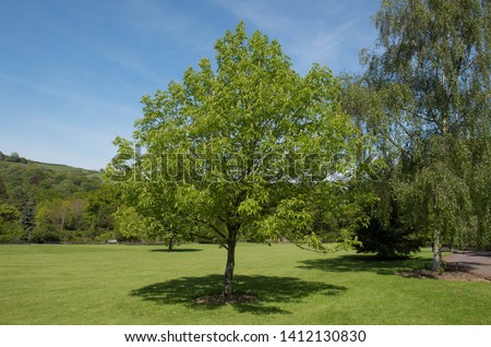 Spring Foliage and Flowers of an Ohio Buckeye Tree (Aesculus glabra 'October Red') in a Garden in Rural Devon, England, UK Royalty-Free Stock Photo #1412130830