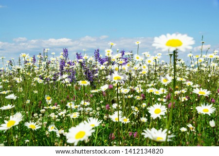  flower meadow with daisies and blue sky, copy space                              