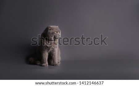 The British Shorthair is the pedigreed version of the traditional British domestic cat, with a distinctively chunky body, dense coat and broad face.     