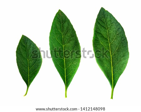 Green bitter leaf on white background.