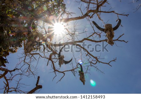 Weathered skulls of cow on bare branches with sun rays. Bull skulls hanging on rope against sunlight. Death and sacrifice concept. Western decoration. Heads of dead cows on tree. Scary Halloween decor