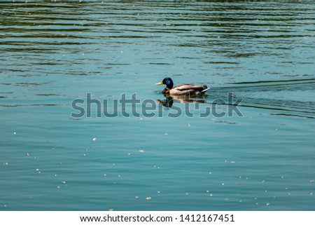 Ducks and small chickens swim in the pond. Warm fresh pond, house for water animals and birds. Very beautiful green trees, deciduous, different shades of green. Rich and vibrant landscape
