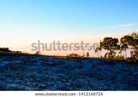 Winter morning in Mulligans Flat Nature Reserve, Australian Capital Territory on a sub-zero temperature.