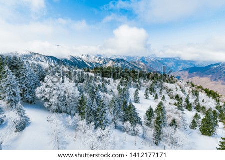 Pine trees forest covered in snow under blue sky with mountains range background in Japan.