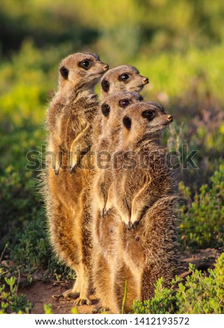 Meerkats in the wild recently emerged from burrow in the early morning, sunning themselves and bonding before foraging. Oudtshoorn, Western Cape, South Africa