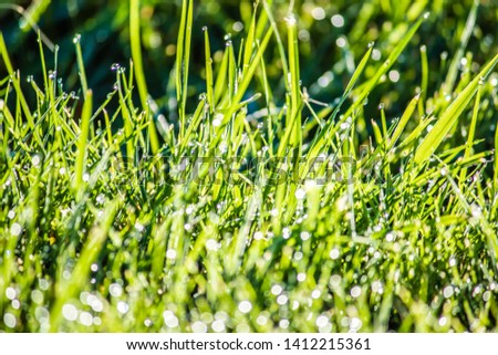 Natural background. Close up dew on grass, green grass background. Macro photo of water drops on green grass. Spring, summer seasonal background.   