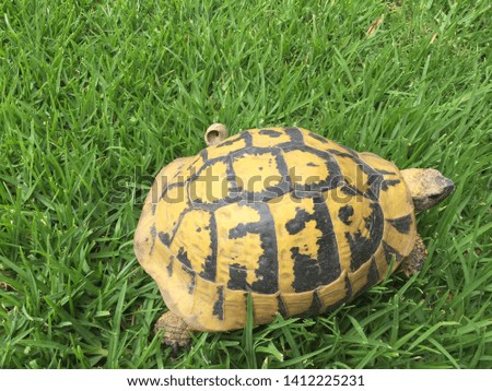 Land turtle in der Gras Yellow and Green Color