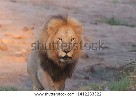 South Africa Wildlife Pictures Kruger National Park