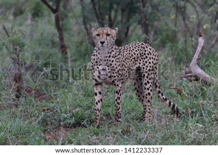 South Africa Wildlife Pictures Kruger National Park