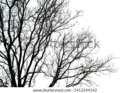 Dry trees on a white background Royalty-Free Stock Photo #1412244542