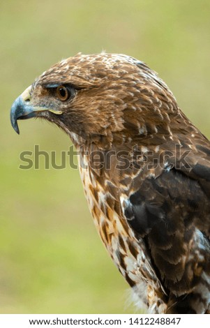 red-tailed hawk or Buteo jamaicensis close-up portrait. Wildlife photo