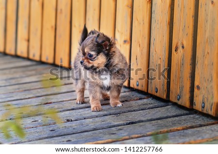 Chihuahua puppy portrait standing on a wooden bench