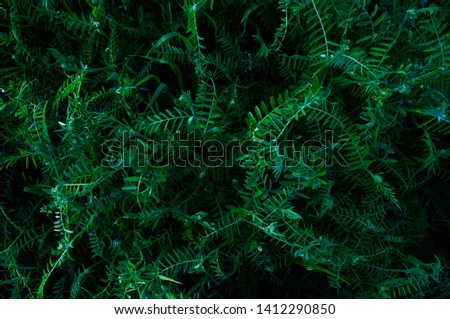 Grass field flowers background dark green.
Tropical thickets. Mysterious world of flora. The secret forest.
Abstraction floral background.
