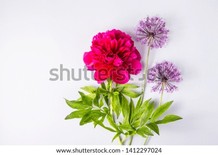 Bright spring flowers of burgundy, lilac and purple flowers on a gray background - peonies and onion flowers. Top view, flat lay