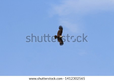 A flying, spying, seeking eagle on air with the constant look down for a prey to fill appetite and hunger. It's browny feather with sky background lools amazing.