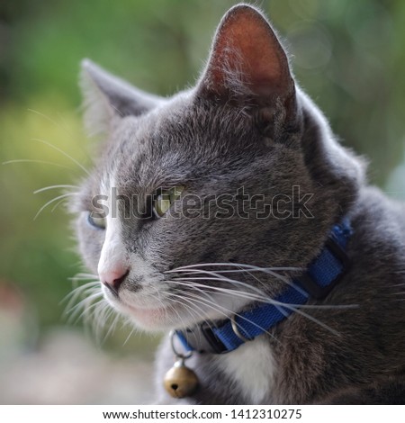 Felis silvestris catus (domestic cat). Grey Cat. Close up of a resting cat.