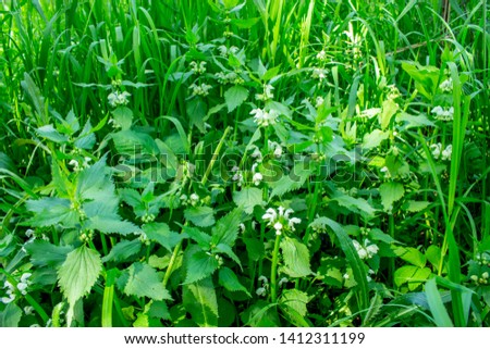 Young shoot of nettle with white buds on a background of wild grass. Edible wild herbs, medical plants in natural surroundings