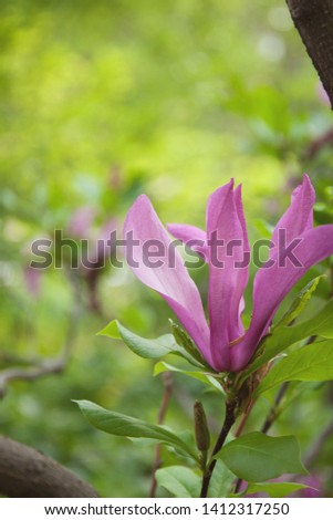 Magnolia flower on a bush