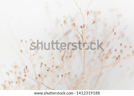 Dainty Brunch of Grass on white in Soft Focus Background