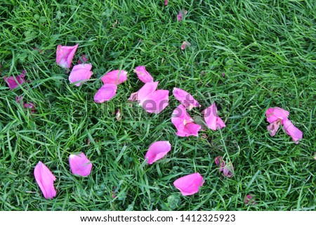 Fine background. Grass with roses