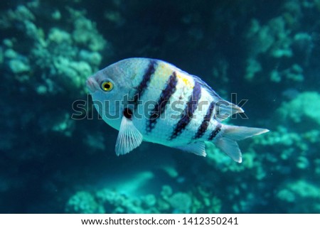 Sergeant fish (scienic name Abudefduf vaigiensis) in the Red Sea, Sharm El Sheikh, Egypt. Active leisure, scuba diving. Sinai Peninsula on the coast of the Egyptian Riviera. Underwater photo.