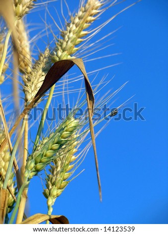 ears of wheat on blue