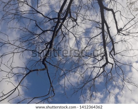 Beauty above me - tree and sky