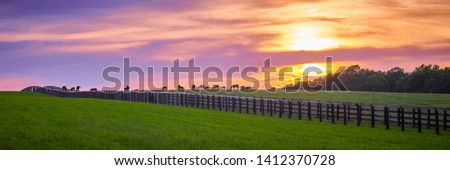 Thoroughbred horses grazing at sunset. Royalty-Free Stock Photo #1412370728