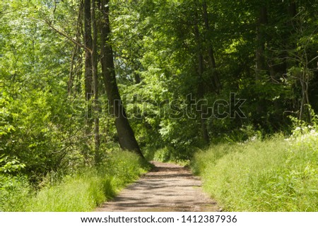 Path deep in the woods