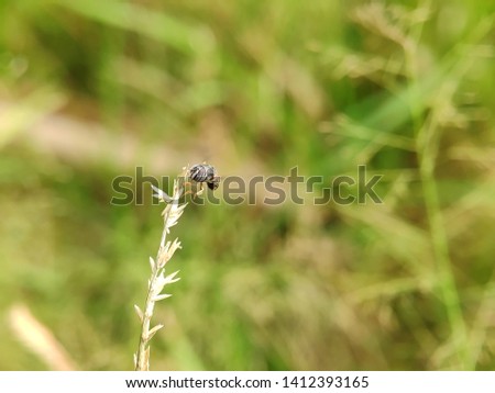 Small working bee resting at the edge of dried grass in morning at meadow 
