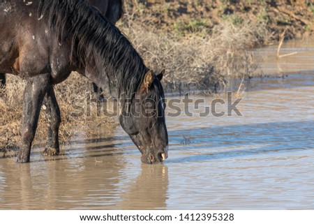 Wild Horse at a Waterhole in the Utah Desert