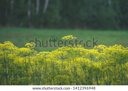countryside garden flowers on blur background and green foliage in summer - vintage retro film look