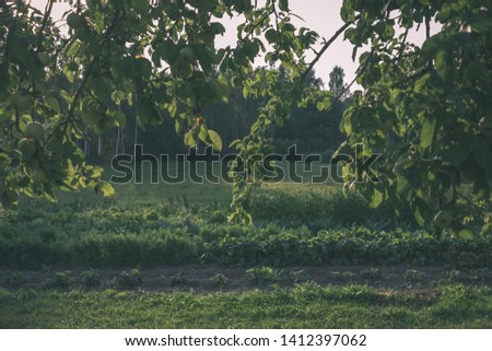 apple tree branches in green summer day with rain. full of green apples - vintage retro look