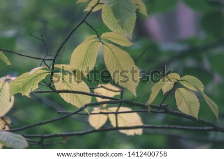 deep green foliage in summer light for backgrounds or textures neutral texture - vintage retro film look