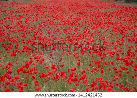 field of flowers poppies of red color