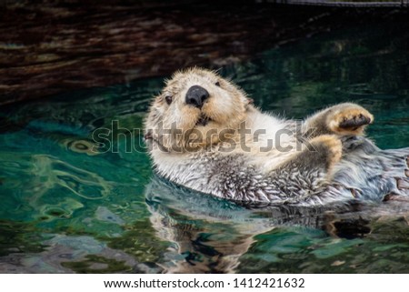 sea ​​otter, Lisboa, Portugal, March 2019