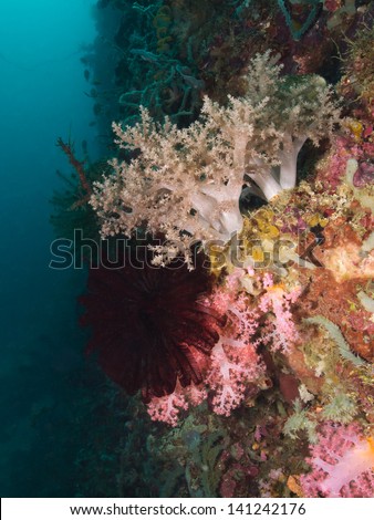 Tropical underwater fauna (Soft Corals and Feather Star)