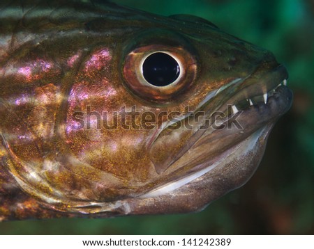 Cardinalfish with Eggs in the Mouth, Kardinalbarsch (Cheilodipterus intermedius)