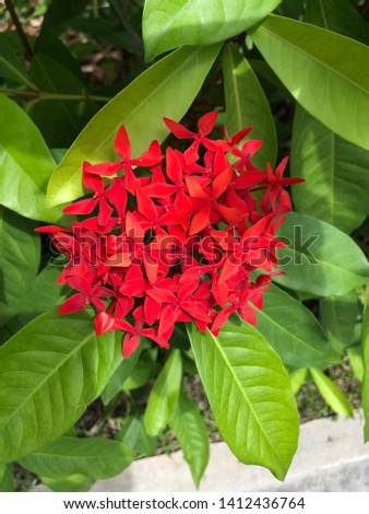 Ixora flowers, the flowers in the Rubiaceae family’s.  Ixora flowers they are beautiful with a lots of shade and tone of their color such as red, pink, yellow, Orange, white.