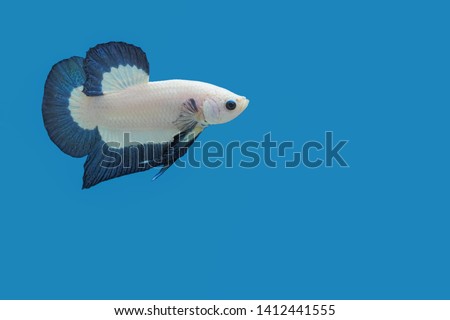 Plakat Betta Fancy Halfmoon diving in fish glass tank isolate on blue background.
