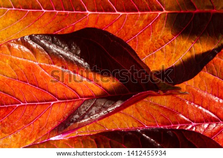A beautiful plant with red leaves. From above against the light