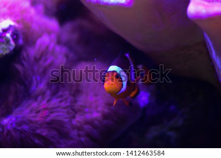 Colorful reef fish. Ocellaris clownfish, Amphiprion ocellaris, also known as the false percula clownfish or common clownfish
